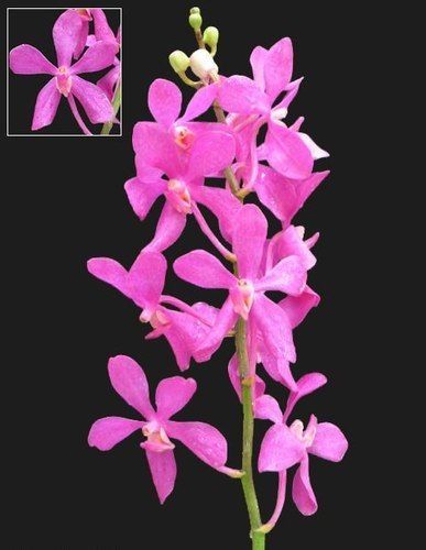 Mokara Orchid