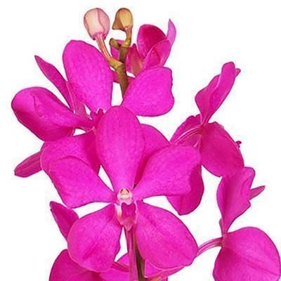 Mokara Orchid