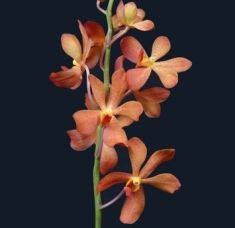 Non-Staining Mokara Orchid