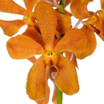 Mokara Orchid