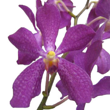 Mokara Orchid