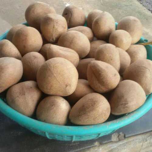 Brown Natural Ball Coconut Copra