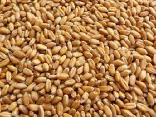 Natural Organic Wheat Grain