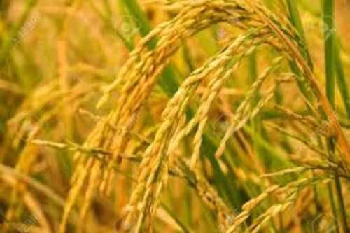 Short Grain Paddy Rice