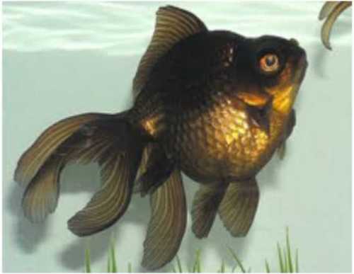 Golden Small And Big Size Mouse Fish