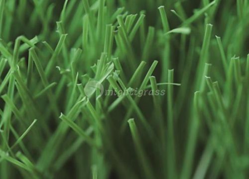 Residential Artificial Grass (MT-Venus)