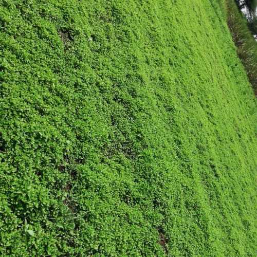 Green Fresh Mint Leaves 