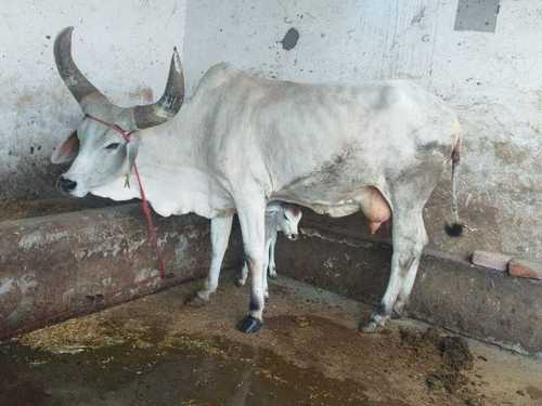 High Breed Kankrej Cow - Color: White