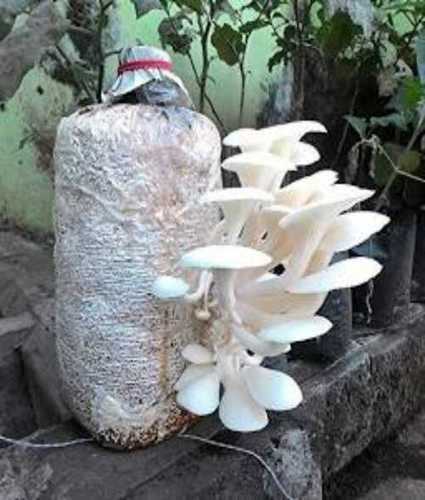 100% Fresh Oyster Mushroom