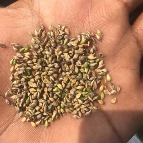 Green Brown Top Millets