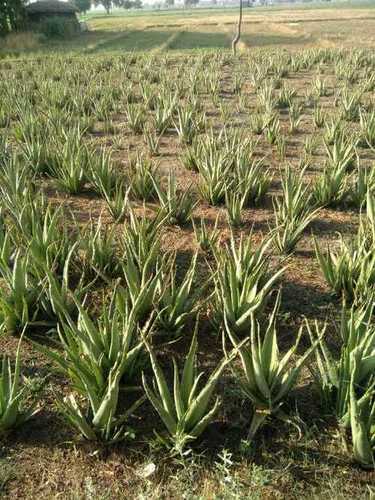 Green Natural Aloe Vera Plant