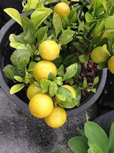 Organic Fresh Yellow Lemon