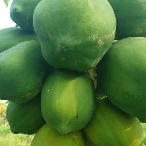 Green Export Quality Fresh Papaya