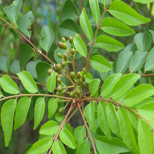 Fresh And Dry Curry Leaves