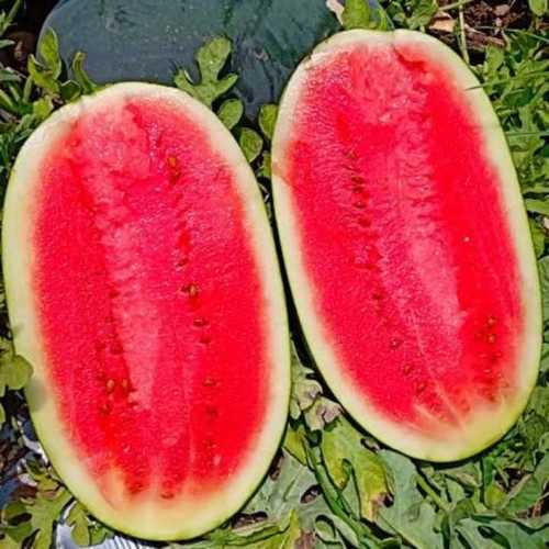 Green Adulteration Free Fresh Watermelon