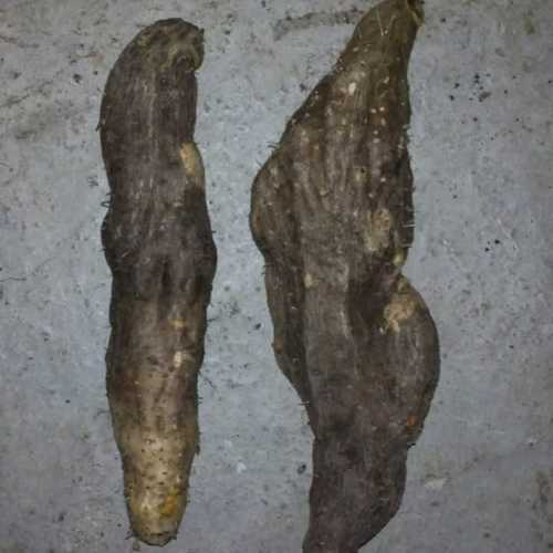 Export Quality Fresh Yam