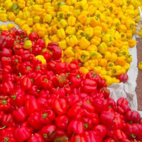 Fresh Red and Yellow Capsicums