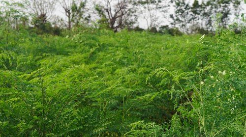 प्राकृतिक मोरिंगा ओलीफेरा के पत्ते