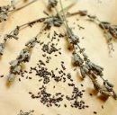 Lavender Seeds