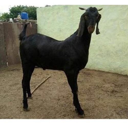 Healthy Black Live Goat