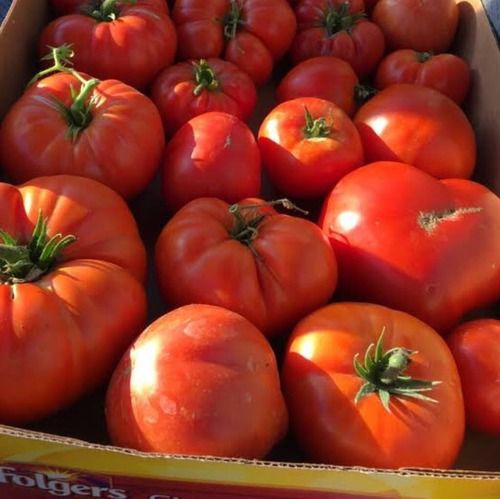Red Color Fresh Tomato