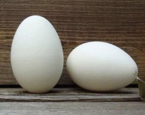  सफेद रंग का हंस का अंडा 
