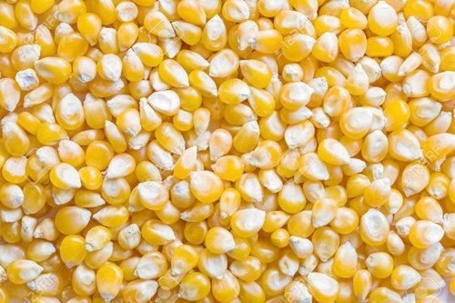 High in Protein Yellow Maize