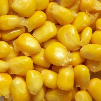 Yellow Color Nutritional Maize