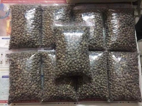 Natural Black Wingless Moringa Seed