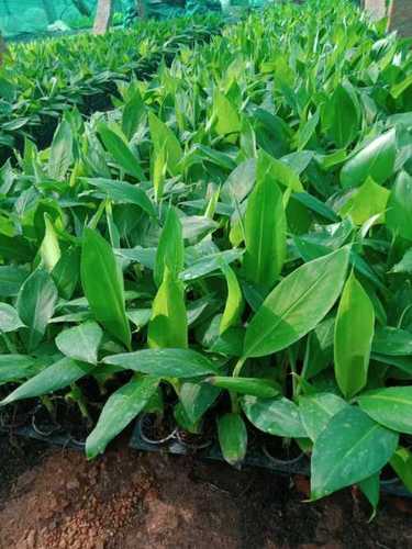 Green G9 Amruthapani Tissue Culture Banana Plant