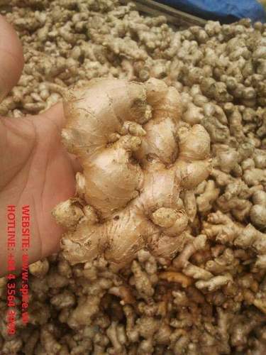 No Artificial Flavour Fresh Ginger Shelf Life: 24 Months