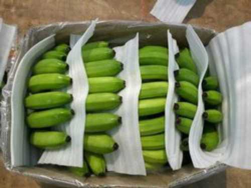 A Grade Green Banana