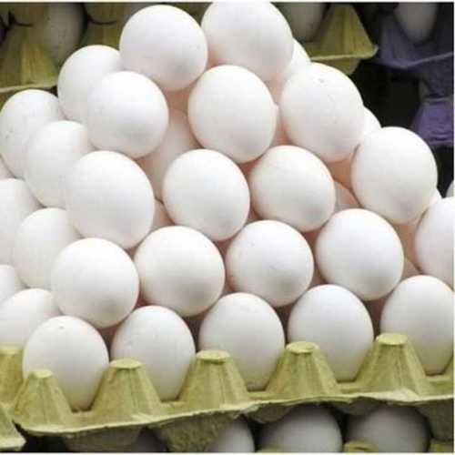 Fresh White Poultry Eggs Egg Origin: Chicken