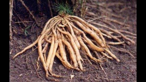Shatavari Root (Asparagus Racemosus)