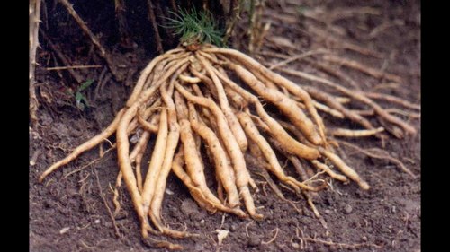 Shatavari Root (Asparagus Racemosus) Store In Cool