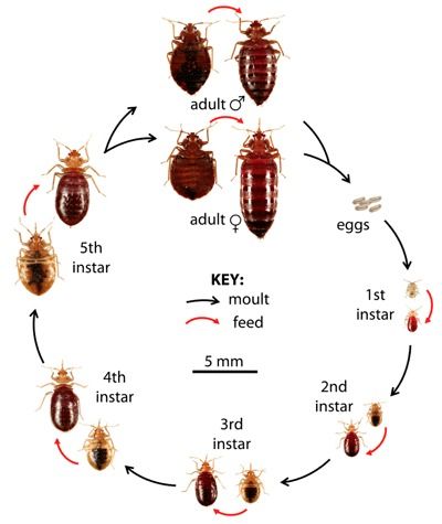 Best Bed Bugs Pest Control Service By Pest Control M. Walshe