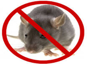 Rodent Control Services By Pest Control M. Walshe