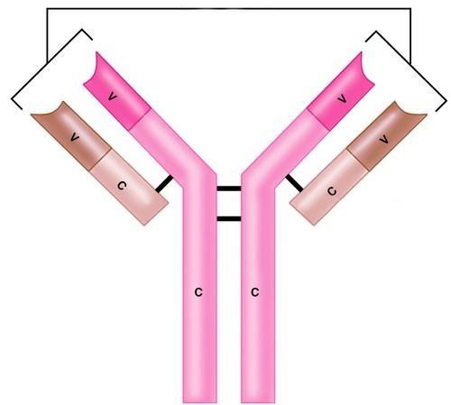 Anti-Acad10-Antibodies Room Temperature