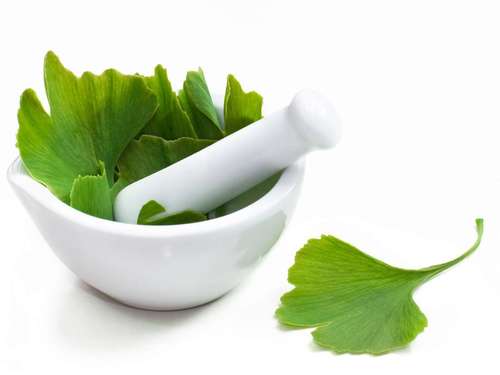 Herbal Product Ginkgo Biloba Extract For Medicine