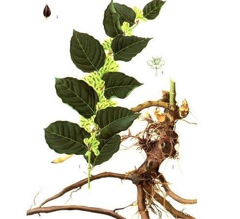 White Polygonum Extract Resveratrol