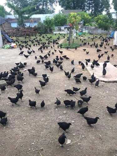 Pure Black Kadaknath Chicken