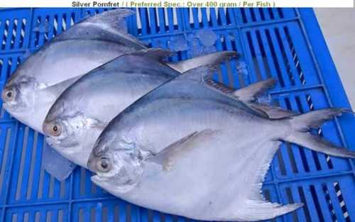 Piece Export Quality Fresh Fish