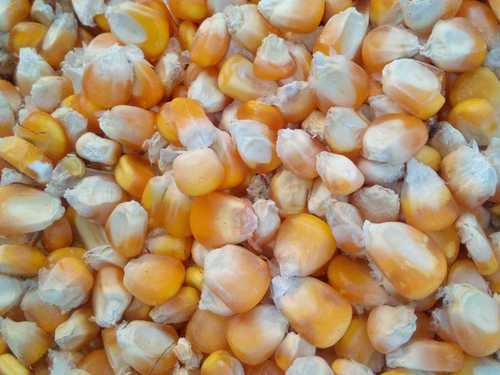 Export Quality Yellow Maize Broken Ratio (%): 3