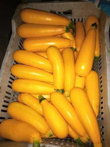 Fresh Yellow Zucchini Clause Variety