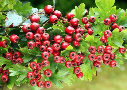 Herbal Product Hawthorn Berry Extract