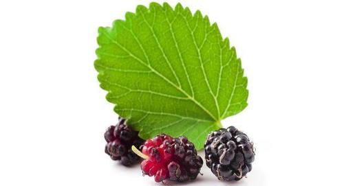 Mulberry Leaf Extract Shelf Life: 24 Months