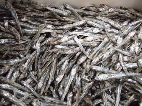 Dried Salted Anchovy Fish