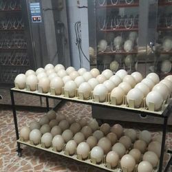 Fertile Fresh White Eggs