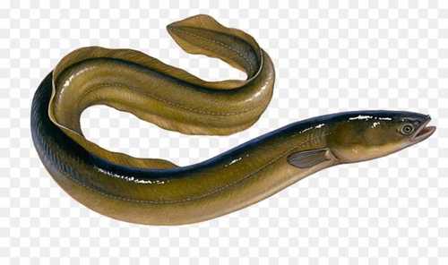 eel-fish-sea-food--394.jpg