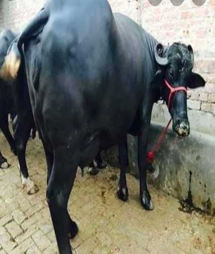 Female Black Indian Murrah Buffalo